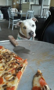 dogs and pizza