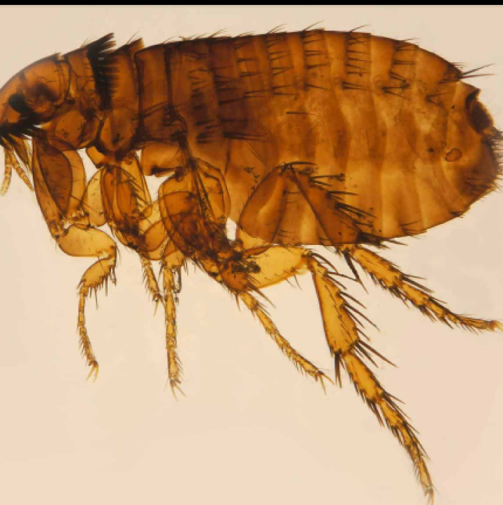 illness from mosquitoes ticks and fleas